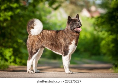 American Akita Dog 