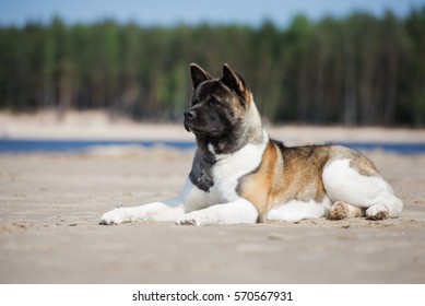 American Akita Dog Lying Down On A Beach