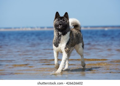 American Akita Dog On The Beach