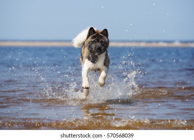 American Akita Dog On The Beach