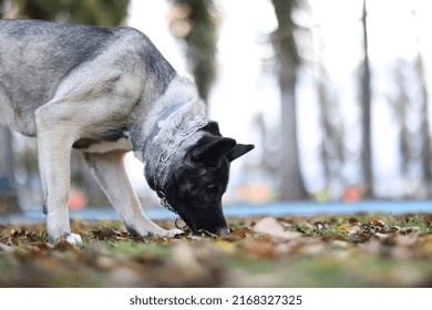 American Akita Dog Playing In The Park