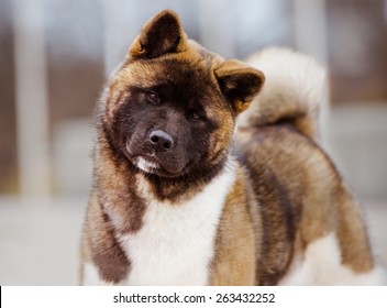 American Akita Dog Portrait Outdoors