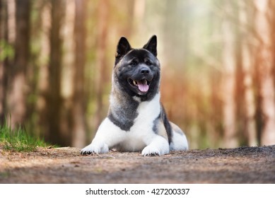 American Akita Dog Posing In The Forest