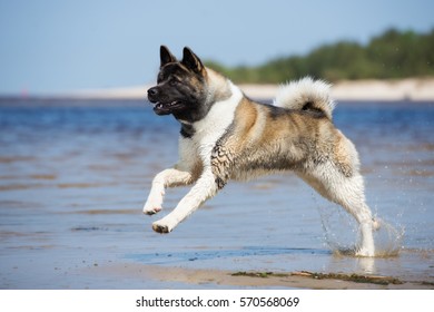 American Akita Dog Running On A Beach