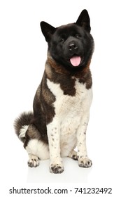 American Akita Dog Sits In Front Of White Background