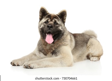 American Akita Images Stock Photos Vectors Shutterstock