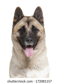 American Akita On A White Background In Studio