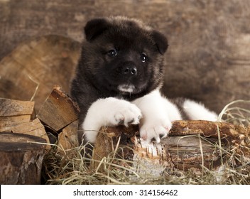 American Akita Puppy