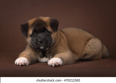 American Akita Puppy 