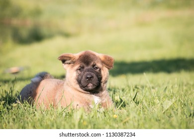 American akita puppy outside in grass. - Shutterstock ID 1130387234
