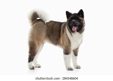 American Akita Puppy Of White Background