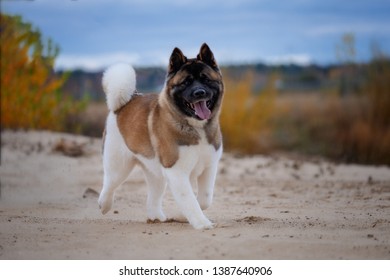 American Akita walks with the owner