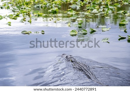 American Allegator swimming in marsh swamp water in the Everglades National Park, Florida