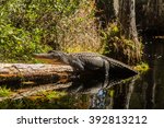 American Alligator