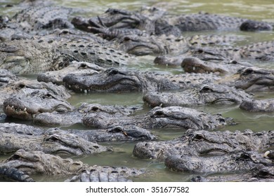 American Alligator