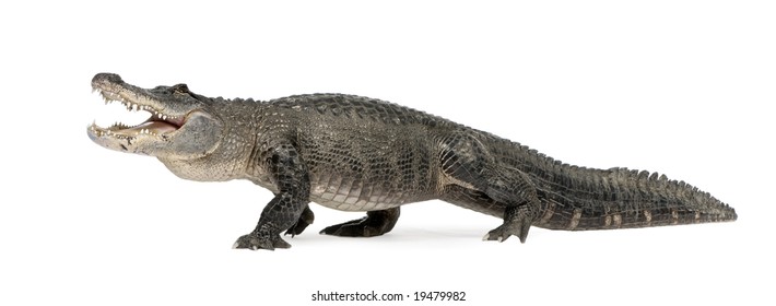 American Alligator (30 years) - Alligator mississippiensis in front of a white background