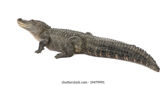 997 Alligator side view Images, Stock Photos & Vectors | Shutterstock