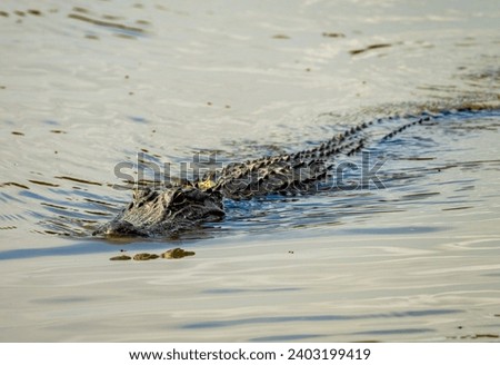 American alligator approaching across calm waters of Atchafalaya delta with eyes and snout visible in ripples Stok fotoğraf © 