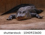 American alligator  in ballarat wildlife park