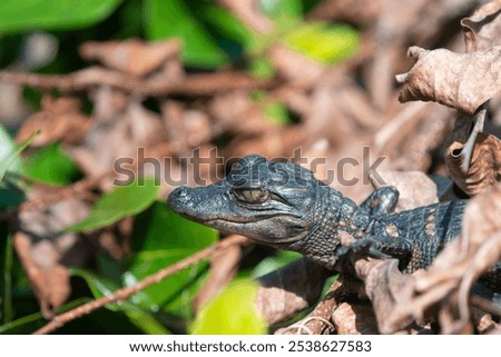 Similar – Image, Stock Photo American alligator basking in Miami, Florida
