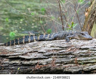 American Alligator basking in the sun on a log.