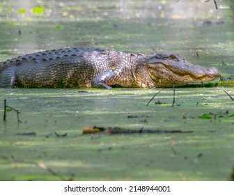 American Alligator basking in the sun on a log.