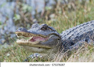 American Alligator In Cameron Parish Louisiana