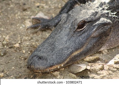 american alligator close up