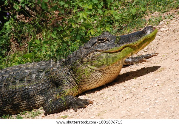 American Alligator Close Up Head and Feet Green\
Wildlife in Natural Habitat on Sand with Plant Background Large\
Predator Wild Animals Swamp Creature in Nature Park Conservation\
Dangerous Claws Scales