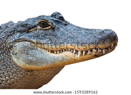 American alligator / common gator (Alligator mississippiensis) close-up of closed snout showing teeth against white background