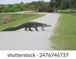 American Alligator Crossing the Path Sweetwater Wetlands Park Gainesville Florida Alachua County