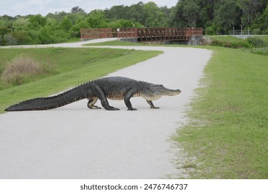 American Alligator Crossing the Path Sweetwater Wetlands Park Gainesville Florida Alachua County - Powered by Shutterstock