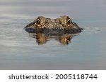 American alligator with dragonfly on head, from eye level with water, Myakka River State Park, Florida