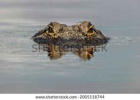American alligator with dragonfly on head, from eye level with water, Myakka River State Park, Florida