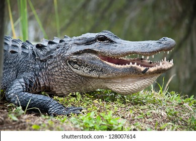 American Alligator In The Everglades National Park. Closeup Of The Big Mouth And Teeth.