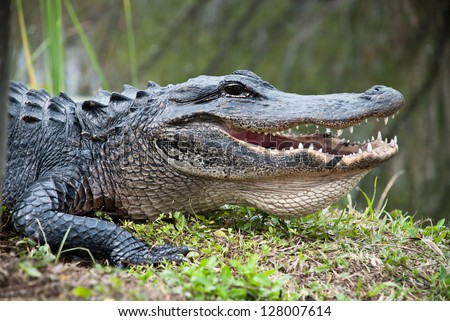 American Alligator in the Everglades National Park. Closeup of the big mouth and teeth.