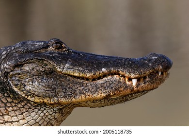 American Alligator From Eye Level With Water, Myakka River State Park, Florida