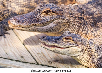 American Alligator Farm - Myrtle Beach