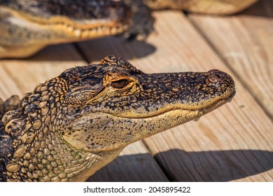 American Alligator Farm - Myrtle Beach