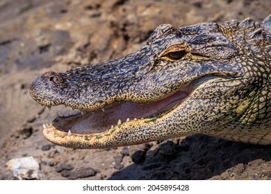 American Alligator Farm - Myrtle Beach