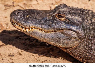 American Alligator Farm - St Augustine