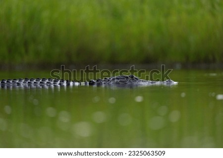 American Alligator Floating on the Surface of the Water
