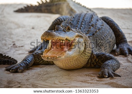 American Alligator head in Florida swamps. Everglades National Park. Florida. USA. 