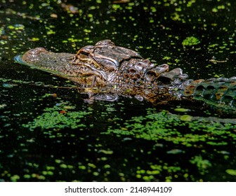 American Alligator Head sitting above the water in a swamp.