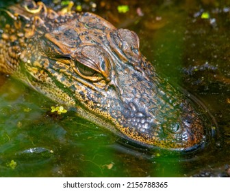 American Alligator Head sitting above the water in a swamp.