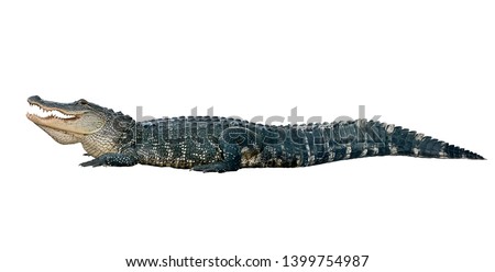 American alligator isolated on white background