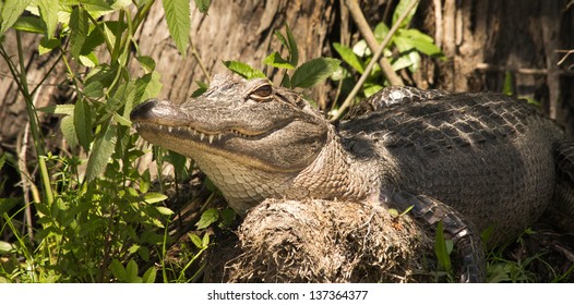 1,864 Louisiana alligator Images, Stock Photos & Vectors | Shutterstock