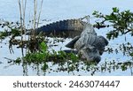 american alligator lying in the shallows in the marsh at anahuac national wildlife refuge near high island, on the gulf coast of  texas