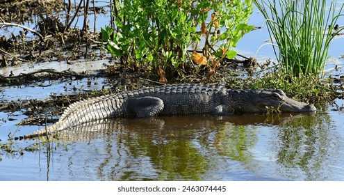 american alligator lying in the shallows in the marsh at anahuac national wildlife refuge near high island, on the gulf coast of  texas - Powered by Shutterstock