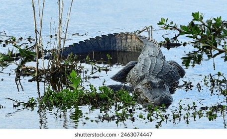 american alligator lying in the shallows in the marsh at anahuac national wildlife refuge near high island, on the gulf coast of  texas - Powered by Shutterstock